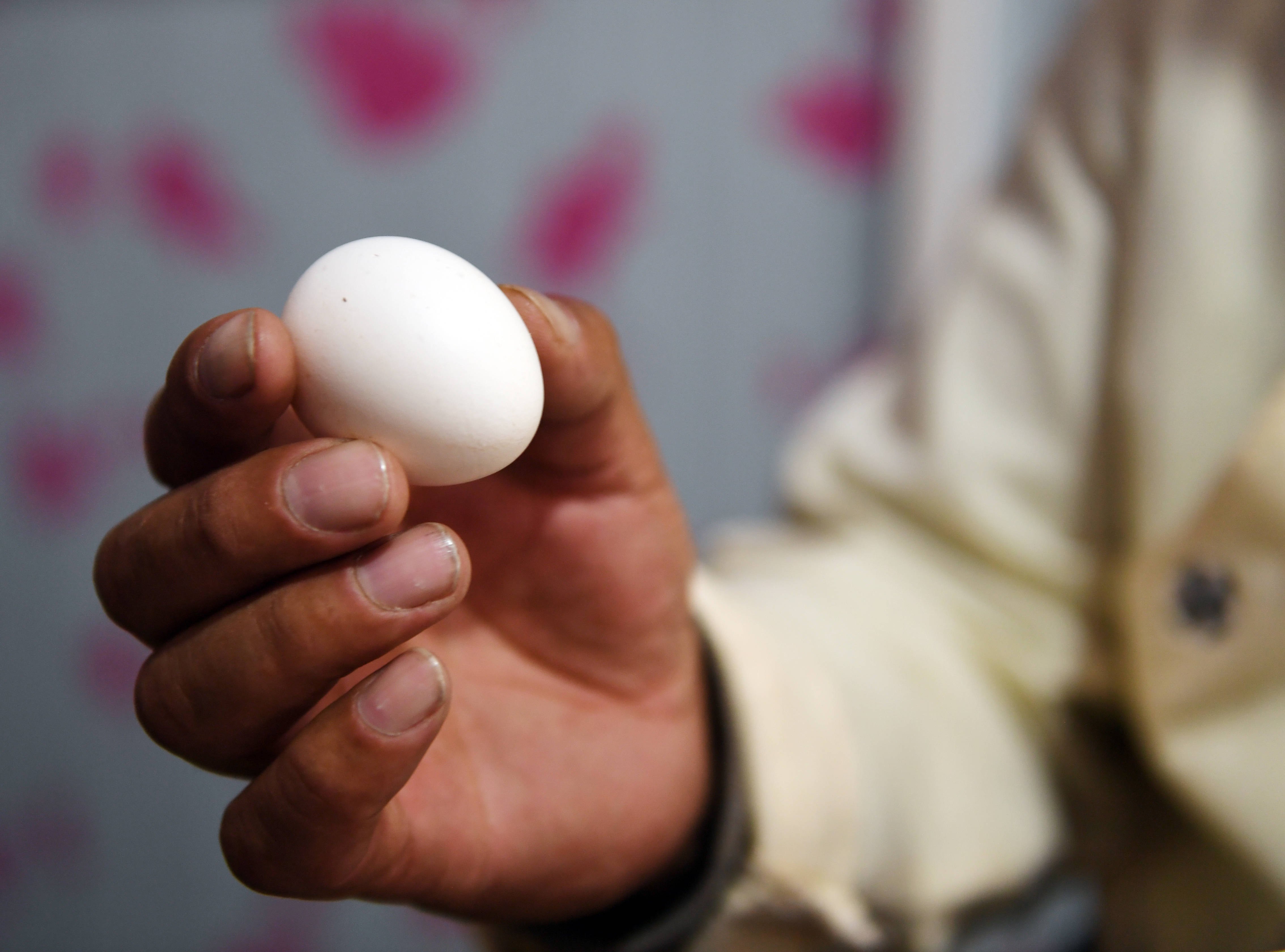 工作人员在展示藏鸡蛋