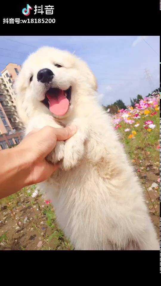 来一组金萨狗狗的照骗狗金毛萨摩耶