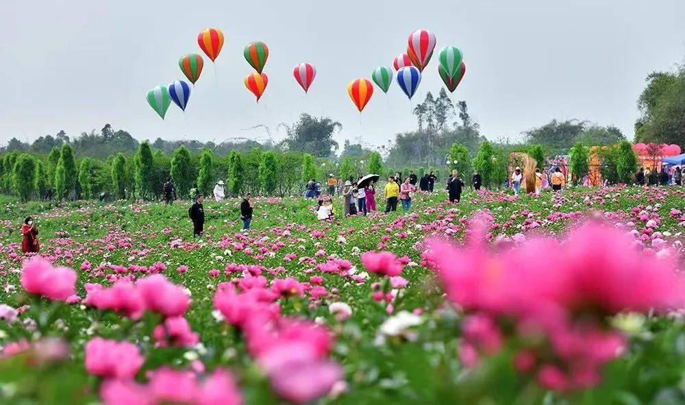 据说很多蓬溪人要去西充看玫瑰花海现场实拍图来袭门票无限送