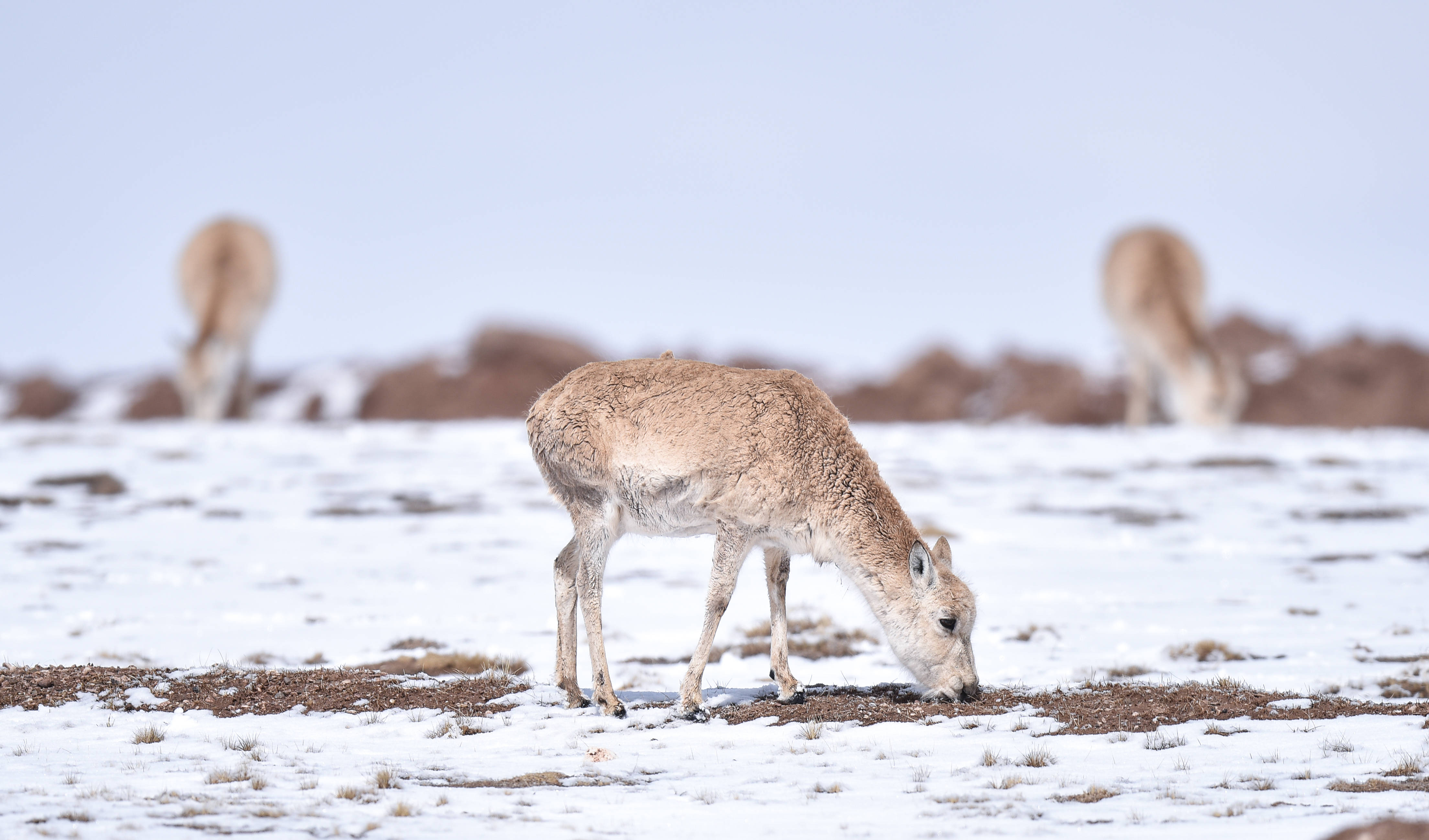 走进三江源"野生动物"王国_地区