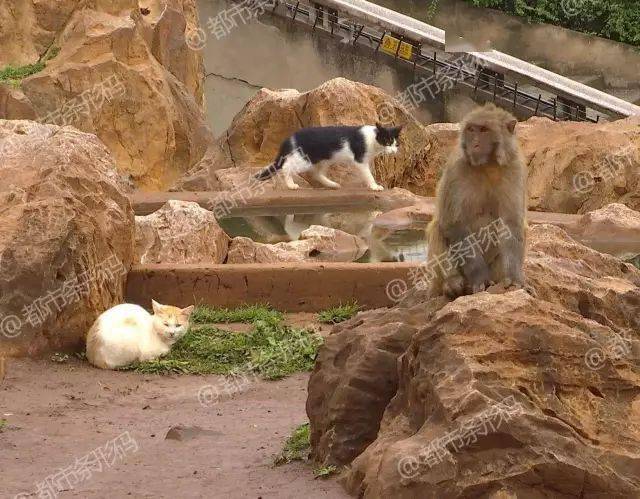 猴子虐貓視頻引網友討伐!圓通山:沒發生在昆明_動物園