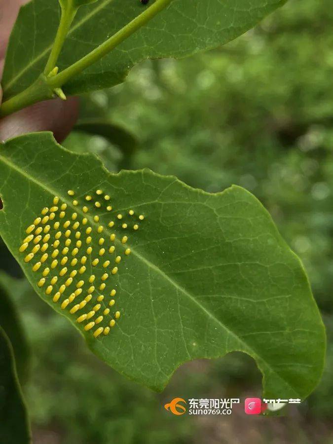 报喜报喜啦!约800万只"蝴蝶仙子"在东莞这个小岛诞生