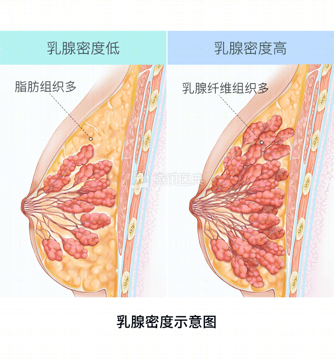 關於乳房你必須知道的8條正經知識