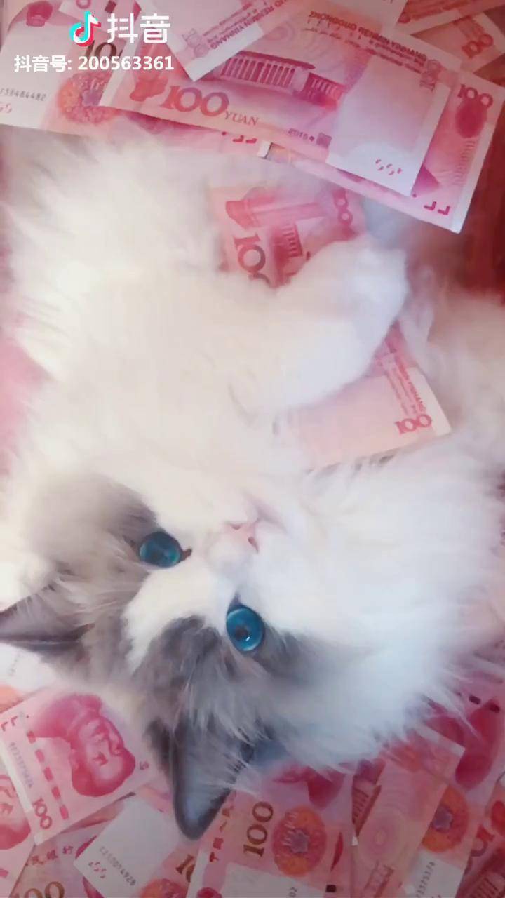 转发这只招财猫新的一年一定可以这样躺着数钱哦63ps猫我的我的都是