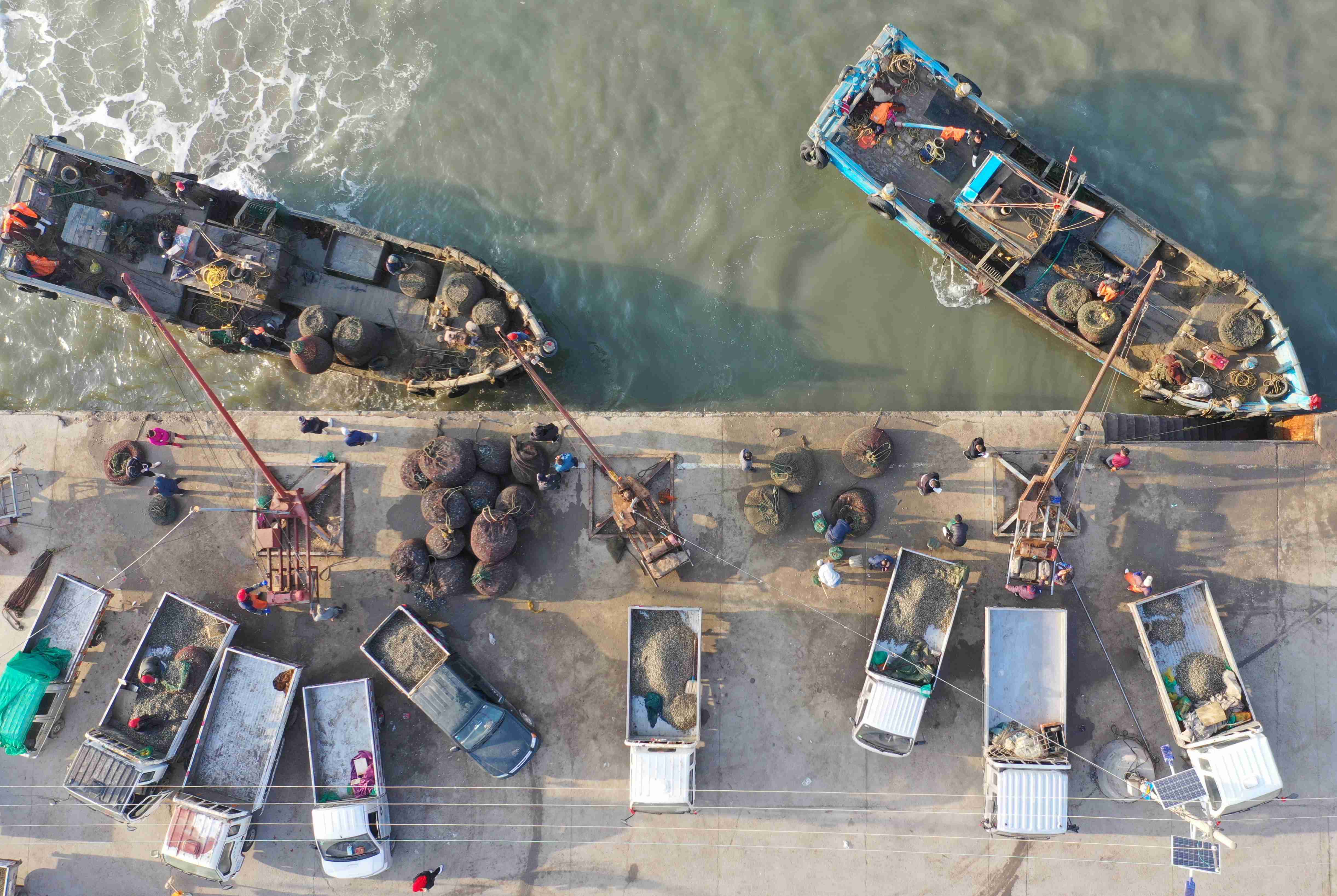 山东青岛: 蛤蜊丰收季 渔民收获忙_码头