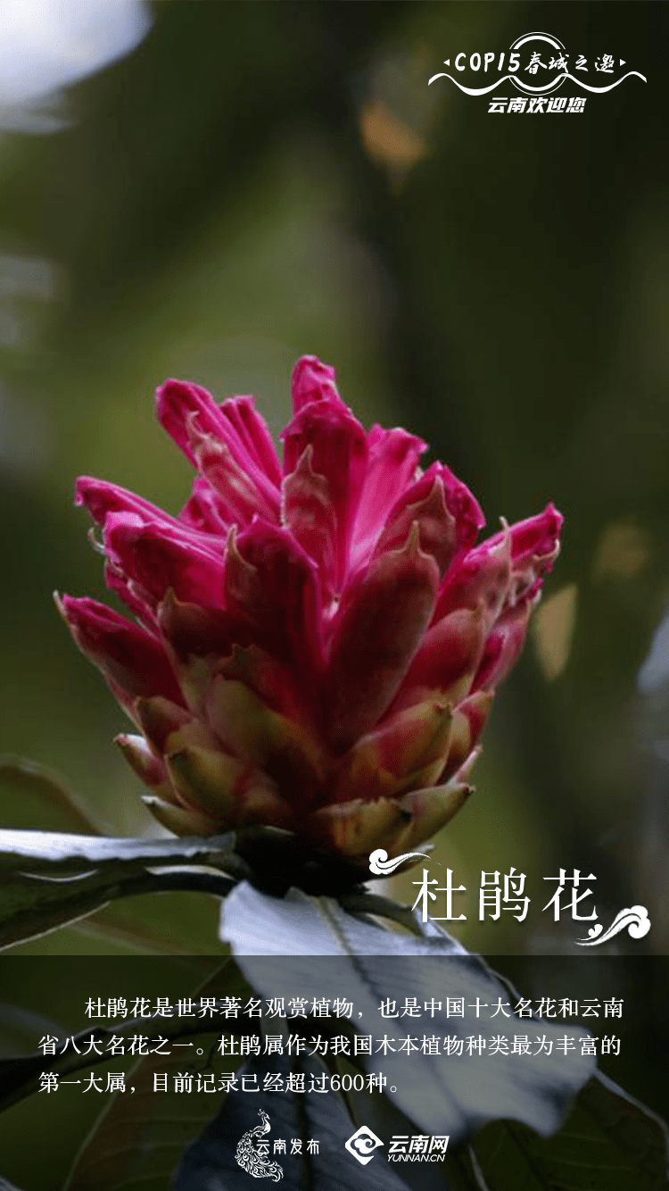 世界地球日|云南生物多样性_动植物