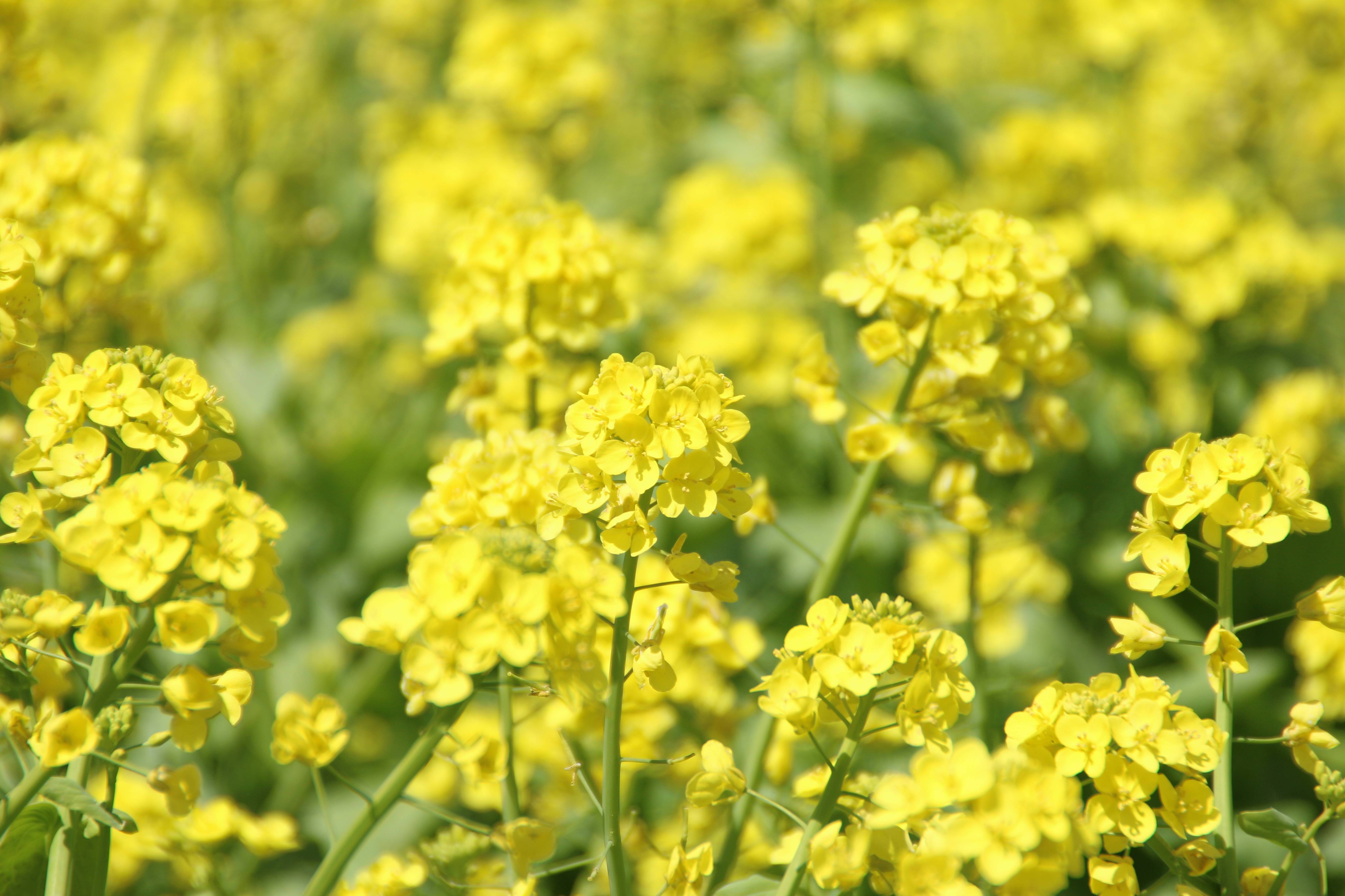 莱州300亩白菜花金黄上线