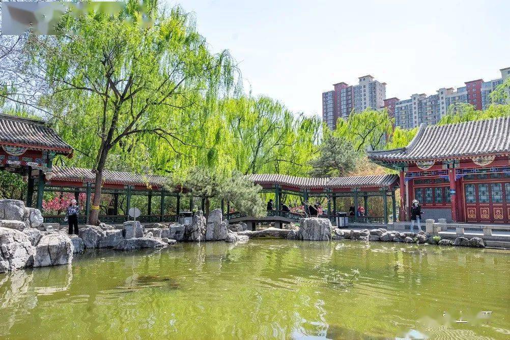 昌平这里的牡丹花开了_公园