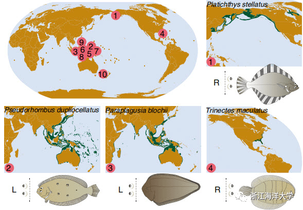 浙江海洋大学吕振明教授团队在 Nature Genetics 上发表论文 揭示比目鱼类的进化起源及独特体型的形成机制 研究