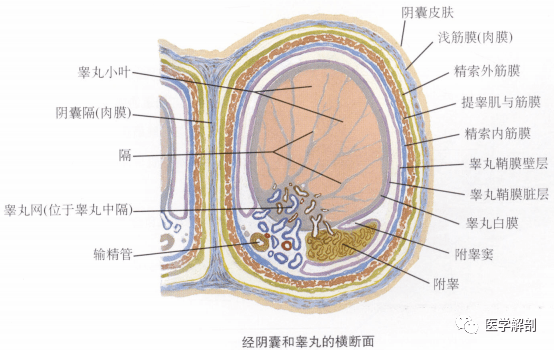 阴囊解剖层次图片