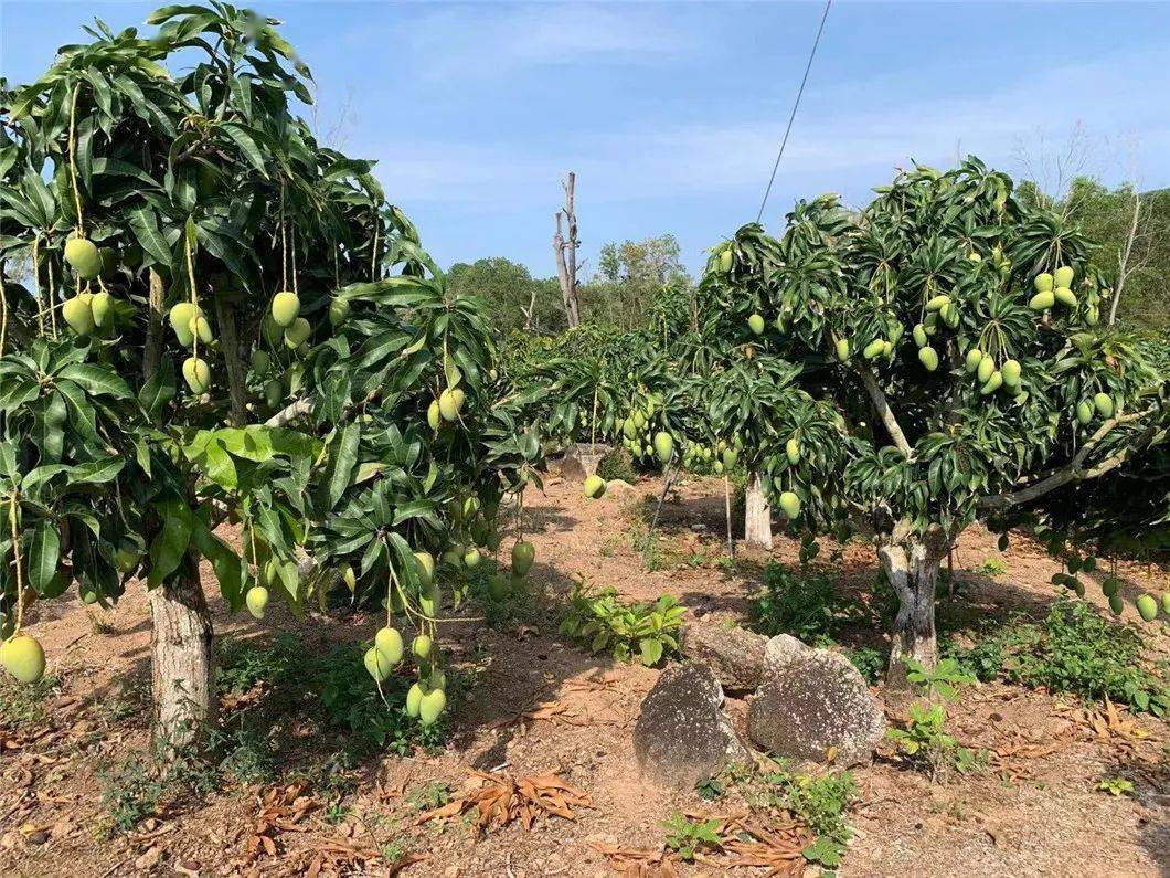 光照长达1750～2650小时,全年平均气温25℃左右,是热带水果的种植天堂