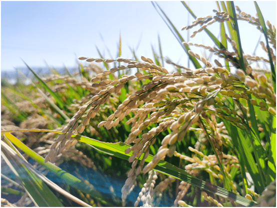 科技兴蒙内蒙古盐碱地水稻高端品种选育基地进入育繁推一体化阶段