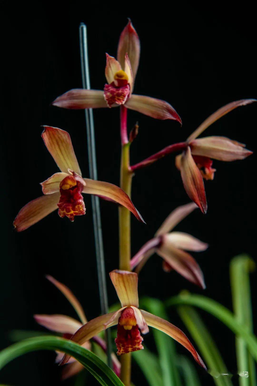 中国红(金奖) 摄影:肖华朱金花(金奖)摄影:肖华图片提供:汪帅兵,曹刚