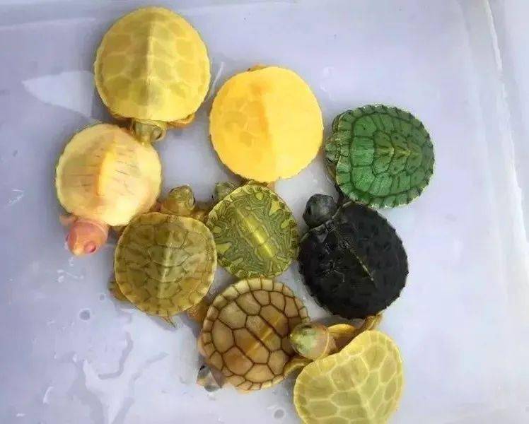 只不过短短几年时间,变异巴西龟的价格跌到它妈妈都不认识它了