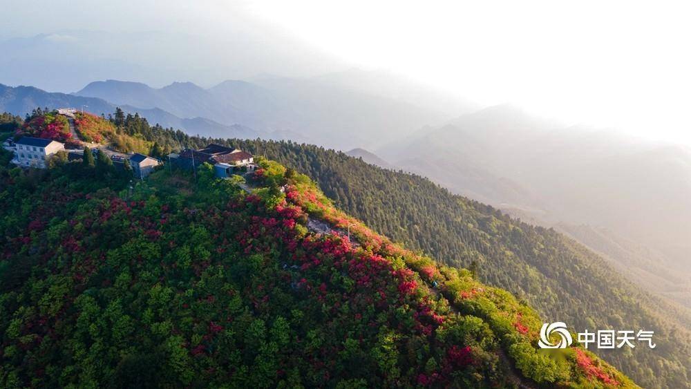 庆元龙头山杜鹃花图片