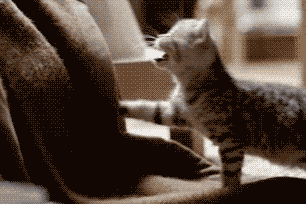 b982b13fc5e243d2945536bbdcc653cc.gif