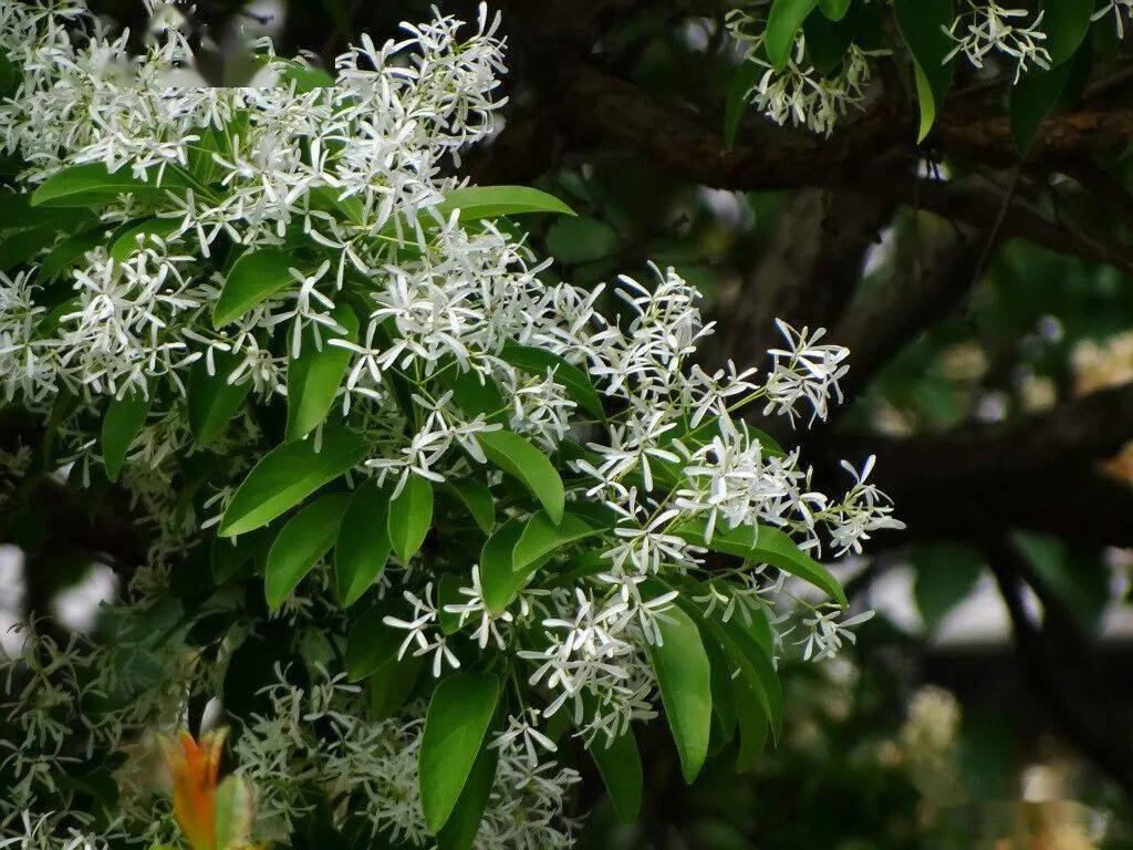 又查出了许多别名流疏树 白槐子 剪白萝 雪