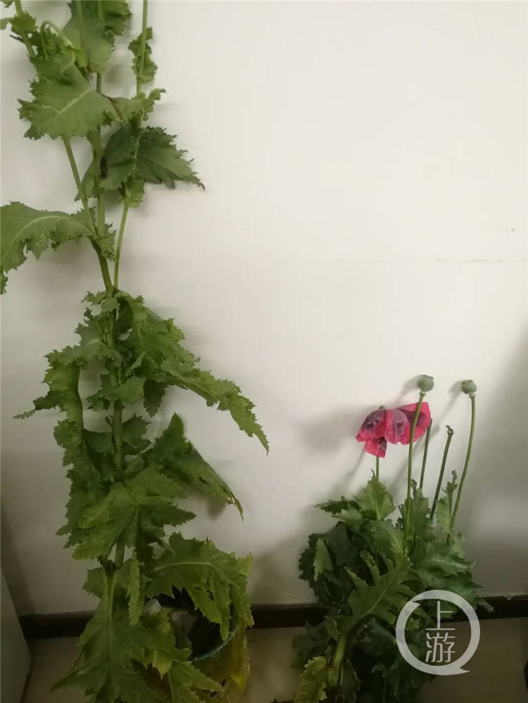这东西不是菜,种一棵也违法!_罂粟