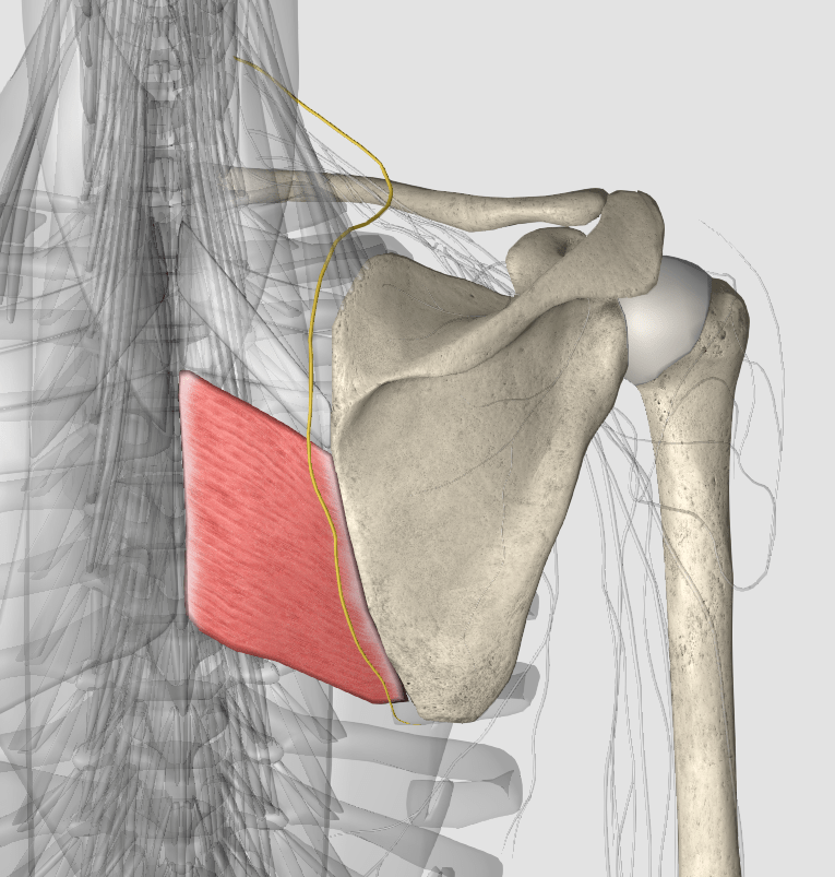 止点:前臂深筋腱膜和桡骨粗隆.