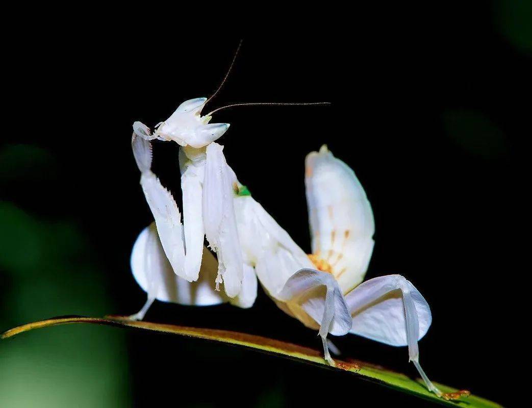 昆虫界选美兰花螳螂必须提名快来认识一下花间美人