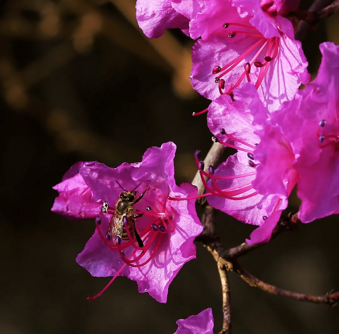 727c4de50d28420a929fecec01ec4d42.png