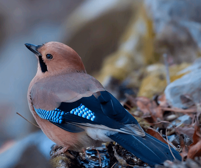香格里拉飞羽天堂每日观鸟台松鸦