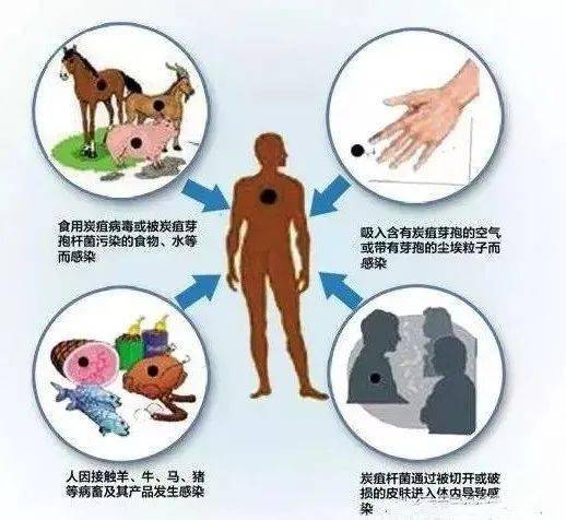 牛患布病的症状_牛布病的症状及治疗方法_牛的布病怎么治