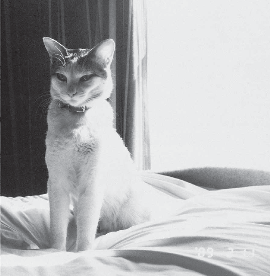 荒木经惟镜头下的猫孤独细腻与温柔