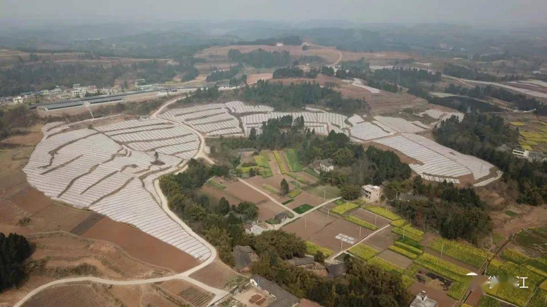 中江大地上,集凤镇石垭子村芍药大道,荷韵·南山连接路,太安镇太安