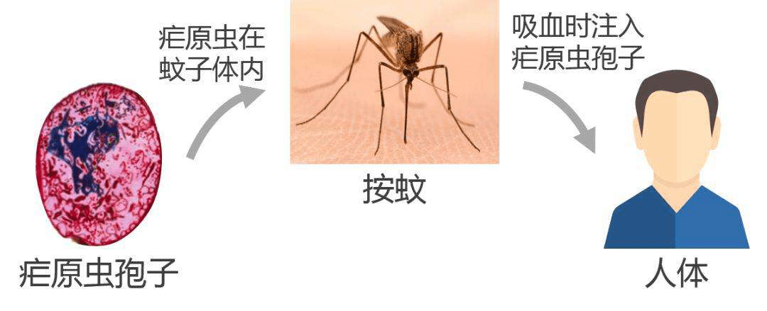 如何預防瘧疾?避免蚊蟲叮咬可有效預防瘧原蟲感染.