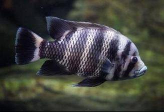 海洋生物进入数码时代青岛海底世界五一推出主题展