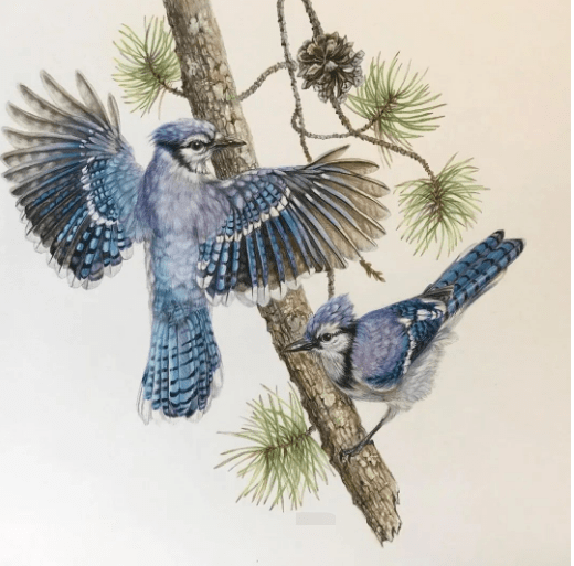 彩铅手绘入门动物鸟类超写实彩铅画彩铅动物画超真实