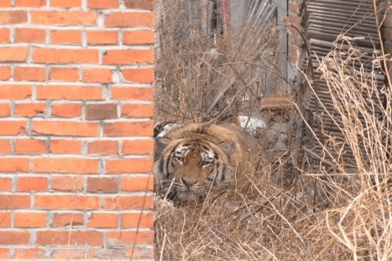 进村伤人的老虎为啥叫完达山1号?_东北虎