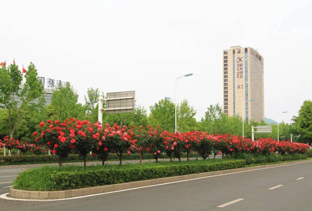 藏不住啦高新区月季大道上线五一迎最美花期