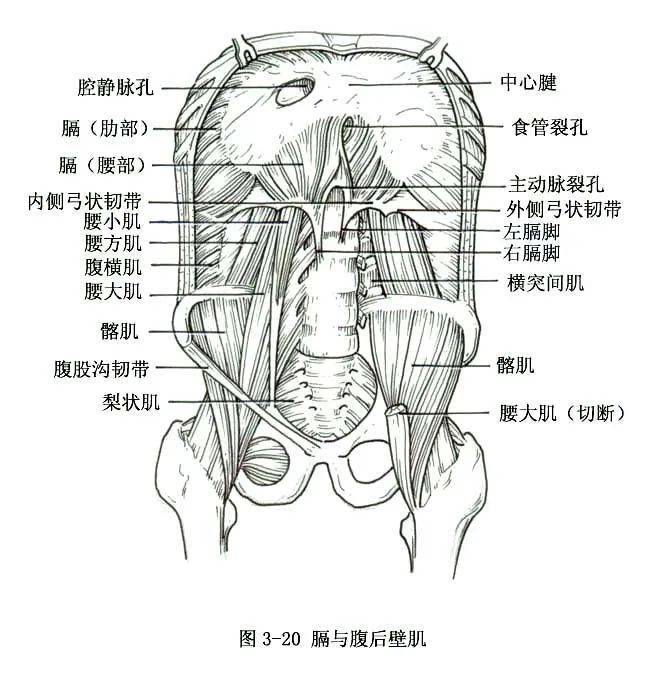 系统解剖线条绘图骨骼肌