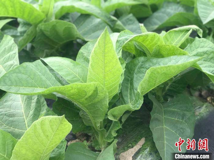 探访"中国雪茄之乡"什邡:5g护航智慧农业发展 小烟叶滋养大产业