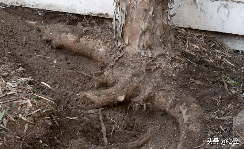 如果不及时把断根上的伤口剪平剪齐,苗木定植后一旦水分过多而造成