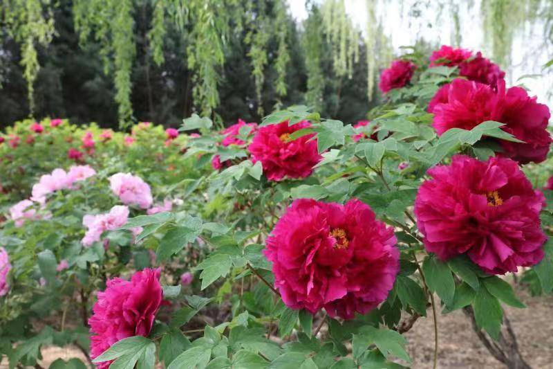 上百万株牡丹齐绽京城已成花海一片