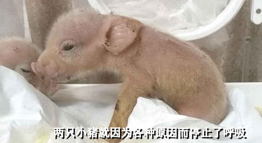“人-猴混合胚胎”意味着什么?_干细胞