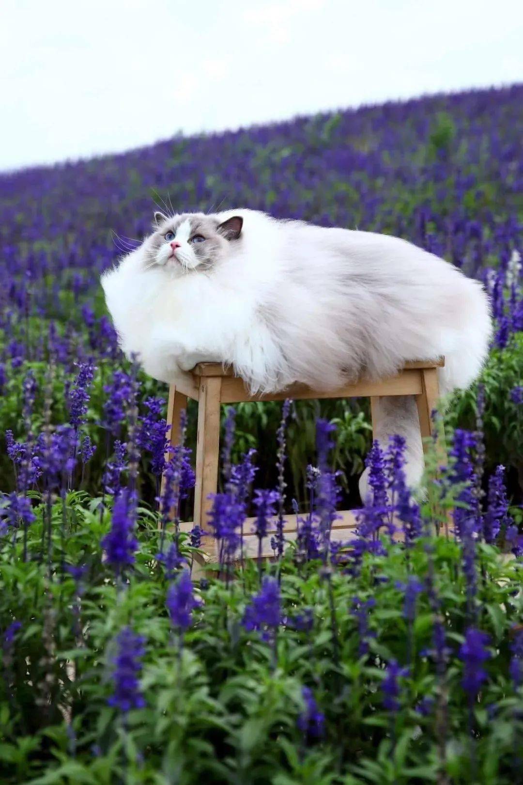 猫跟花拍照有多好看我只能说它是刘亦菲