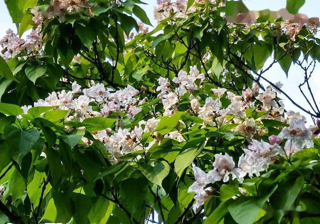 木中之王金丝楸