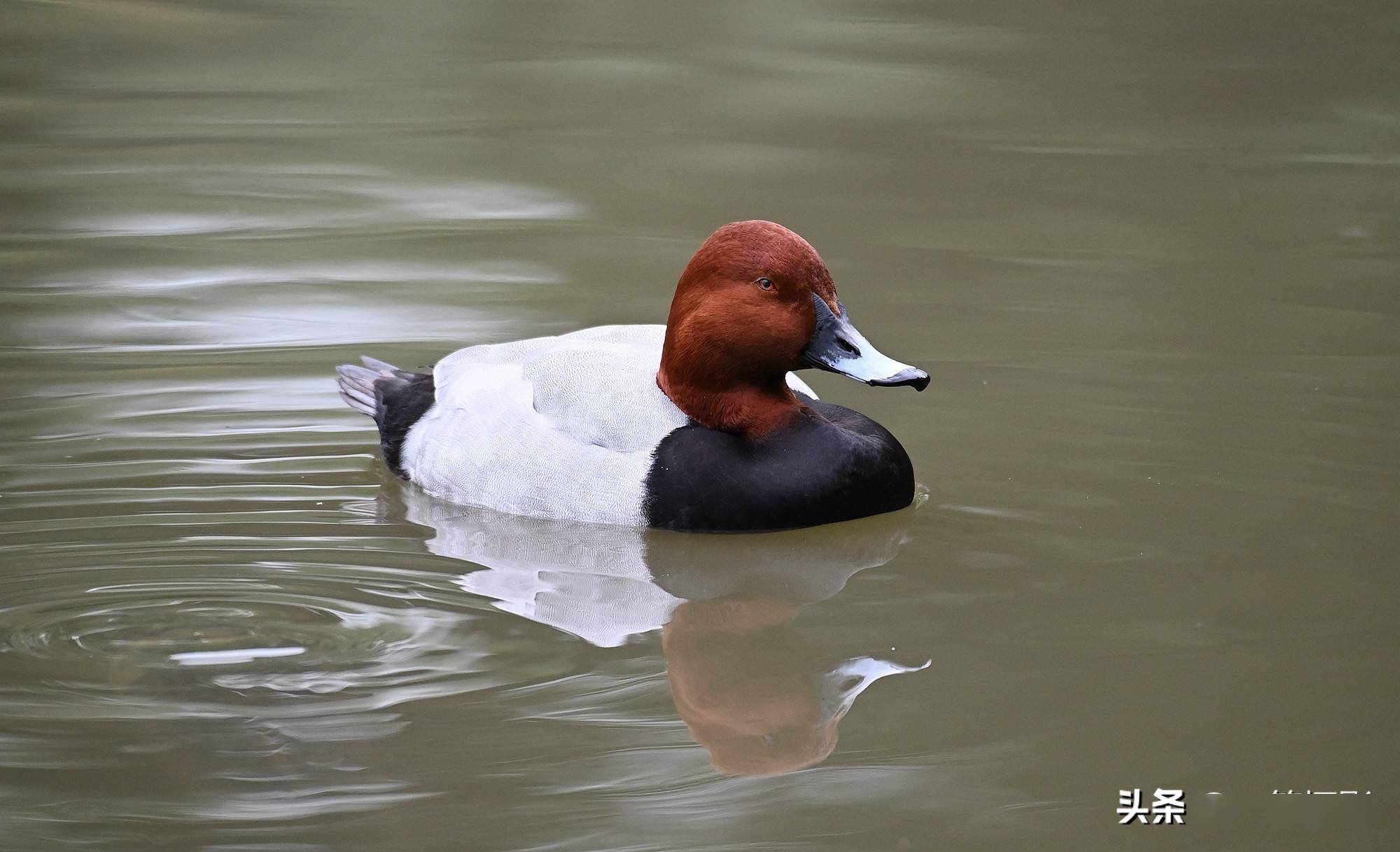 红头潜鸭眼睛小是潜水鸟的特征