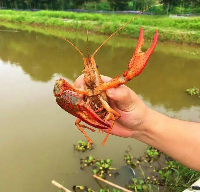 自贡龙虾垂钓基地图片