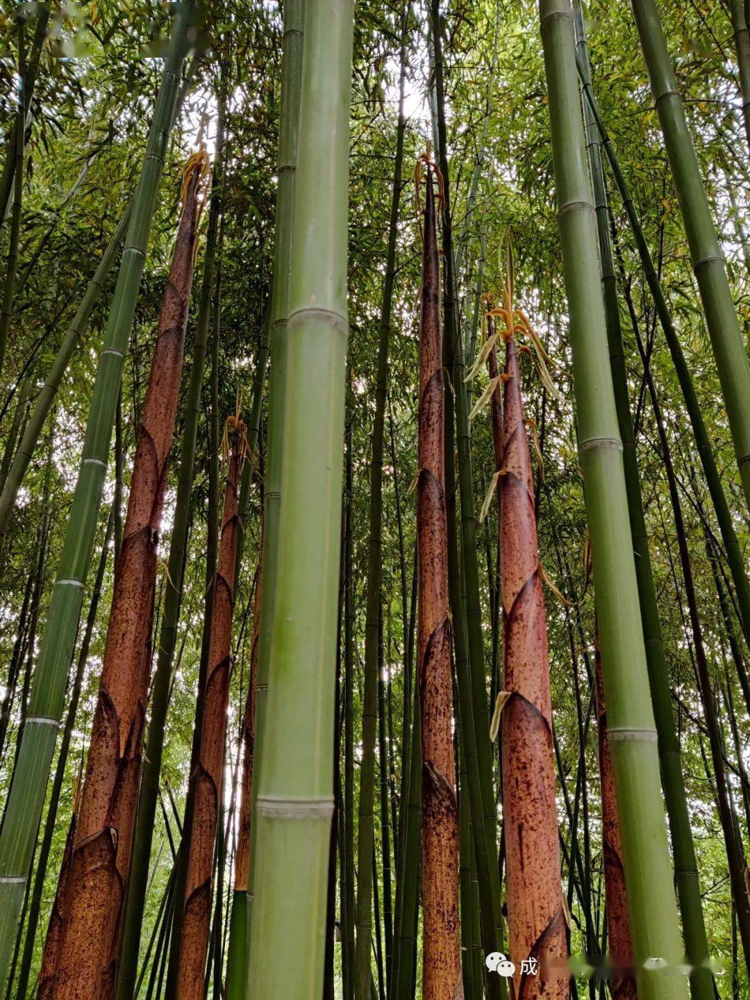 暮春时节恰逢竹林青青竹笋香滚滚的秘密花园