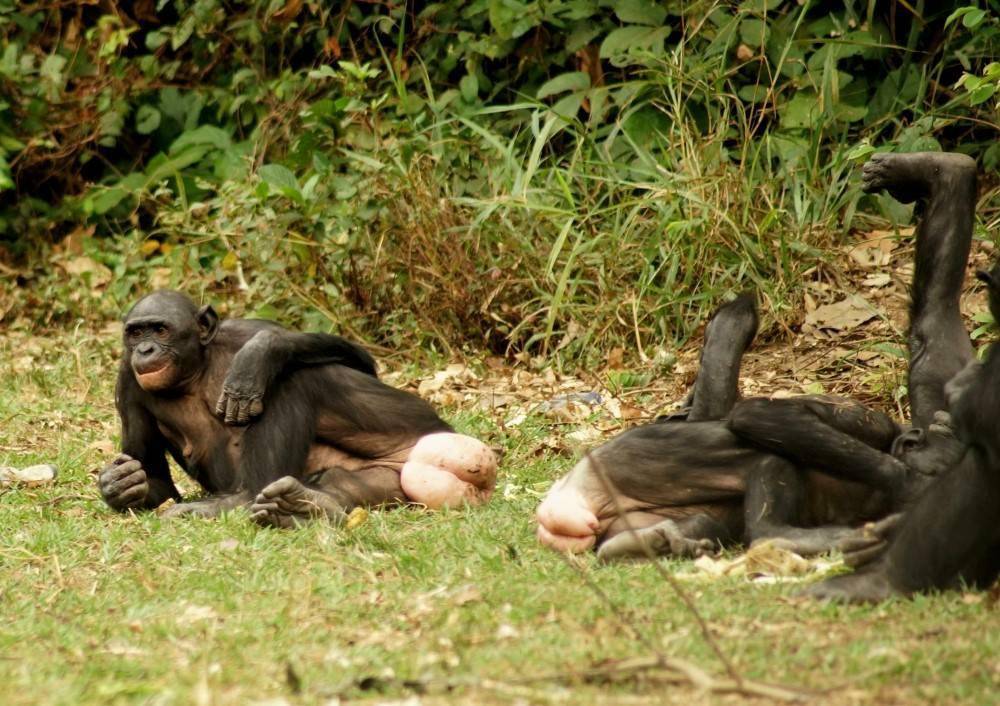 倭黑猩猩交流纪录片图片