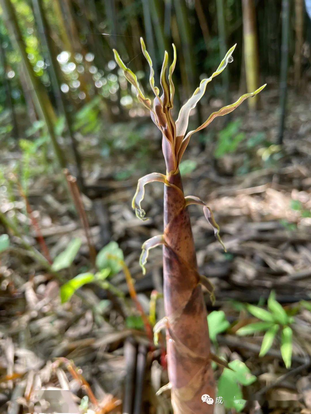 暮春时节恰逢竹林青青竹笋香滚滚的秘密花园