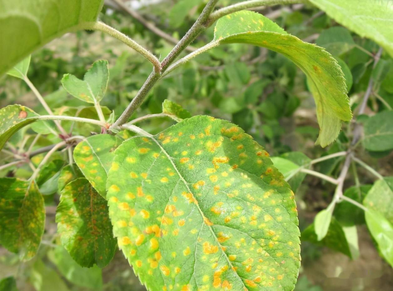 山西晋中苹果锈病的发病规律与防治措施