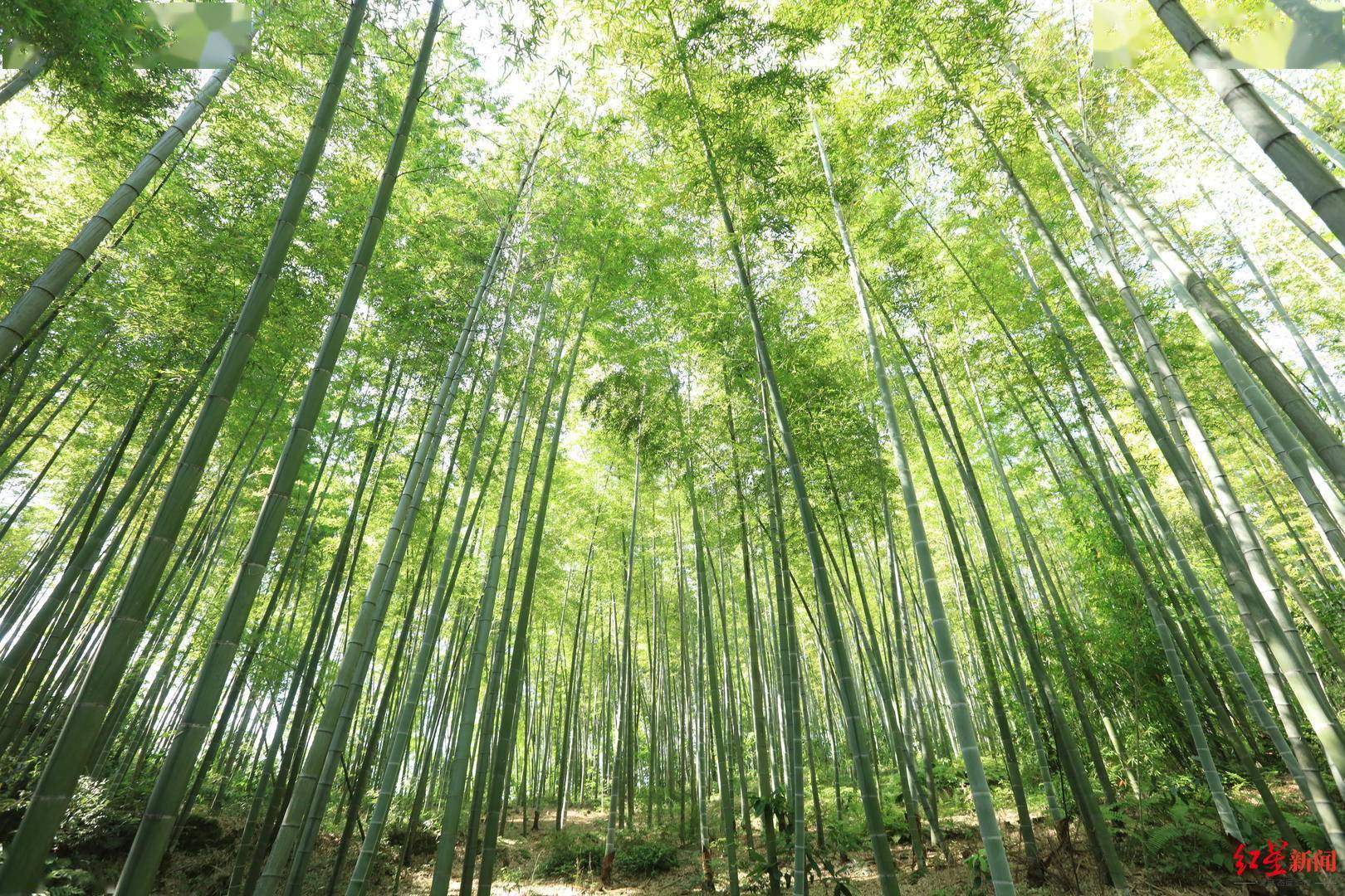 五一去打卡!蜀南竹海升级打造完成 观云台临崖修建3层观景平台_景区