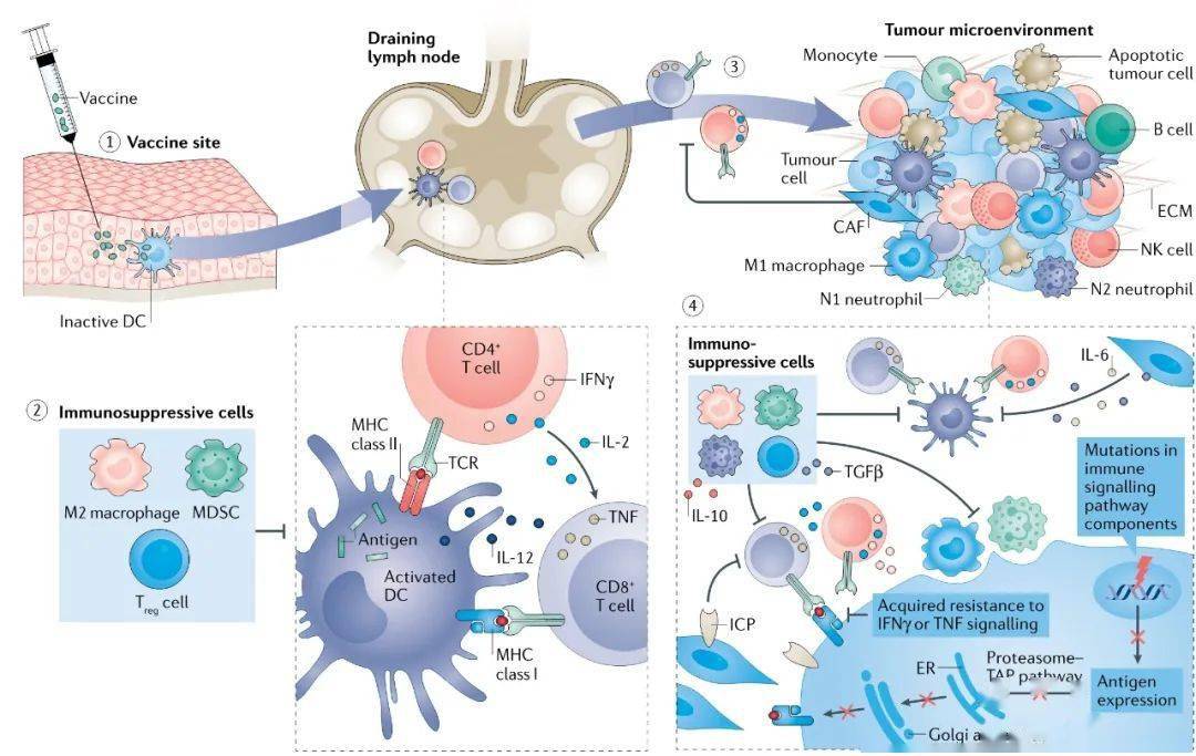 nature子刊綜述治療性腫瘤疫苗的研發格局與廣闊前景