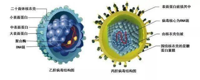 丙肝病毒结构图片